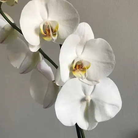 ベッド・アンド・ブレックファスト Fico ボローニャ